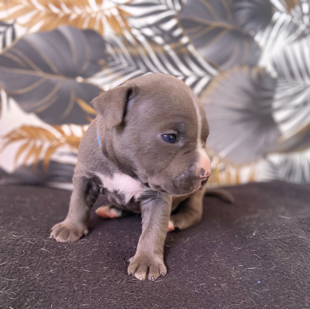 House of American Dogs - Chiot disponible  - American Staffordshire Terrier