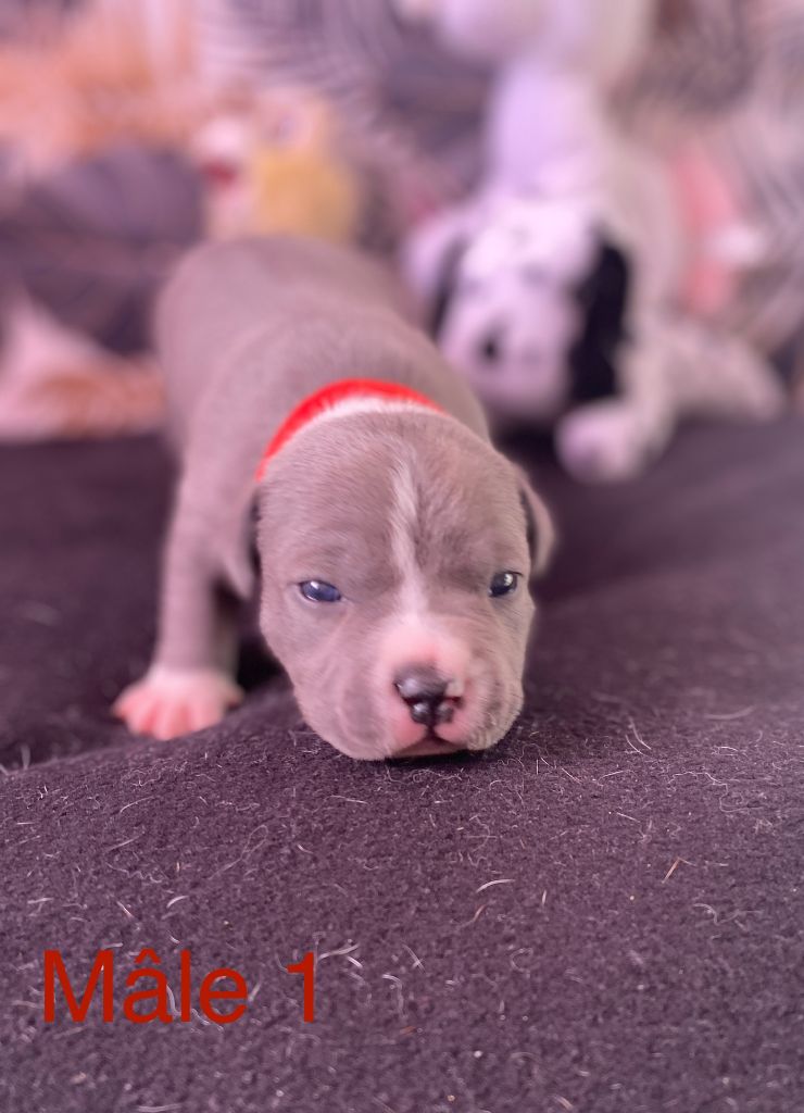 House of American Dogs - Chiot disponible  - American Staffordshire Terrier