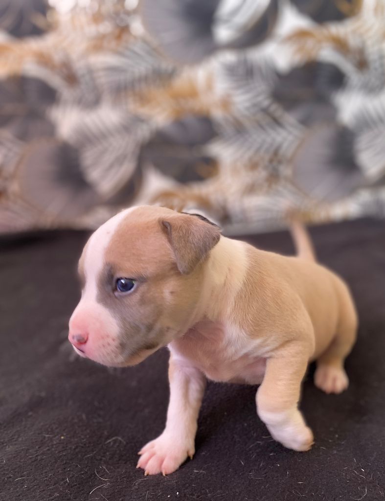 House of American Dogs - Chiot disponible  - American Staffordshire Terrier