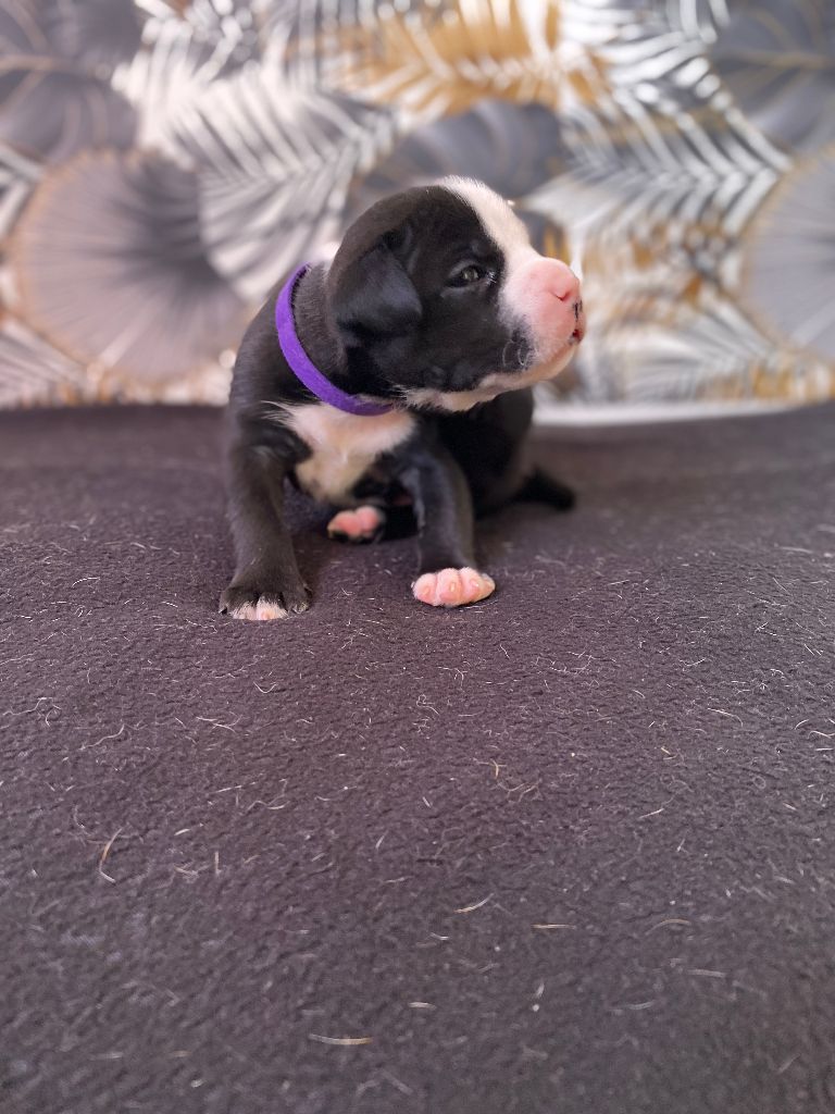 House of American Dogs - Chiot disponible  - American Staffordshire Terrier