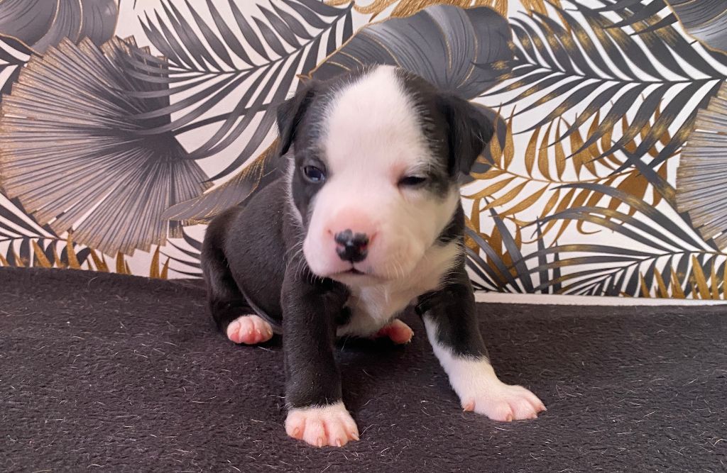 House of American Dogs - Chiot disponible  - American Staffordshire Terrier