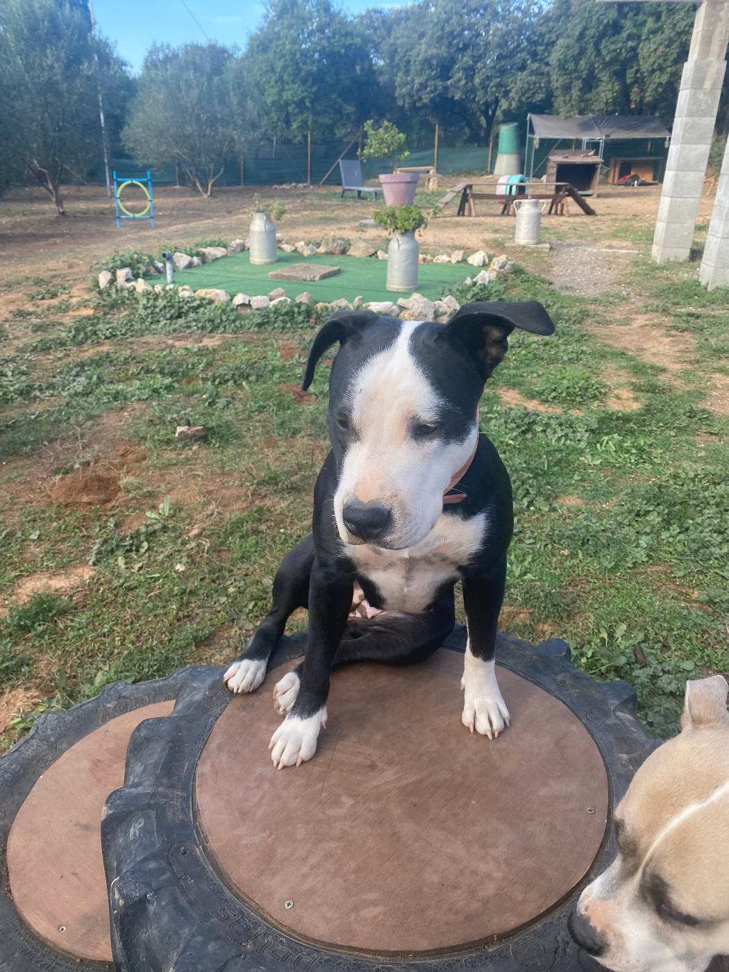 House of American Dogs Arya