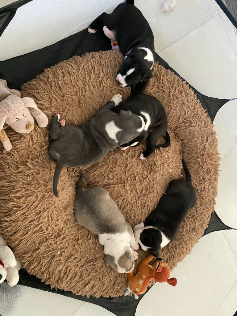 House of American Dogs - American Staffordshire Terrier - Portée née le 02/09/2023