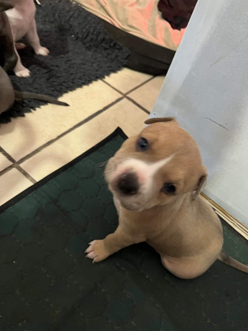 House of American Dogs - Chiots disponibles - American Staffordshire Terrier