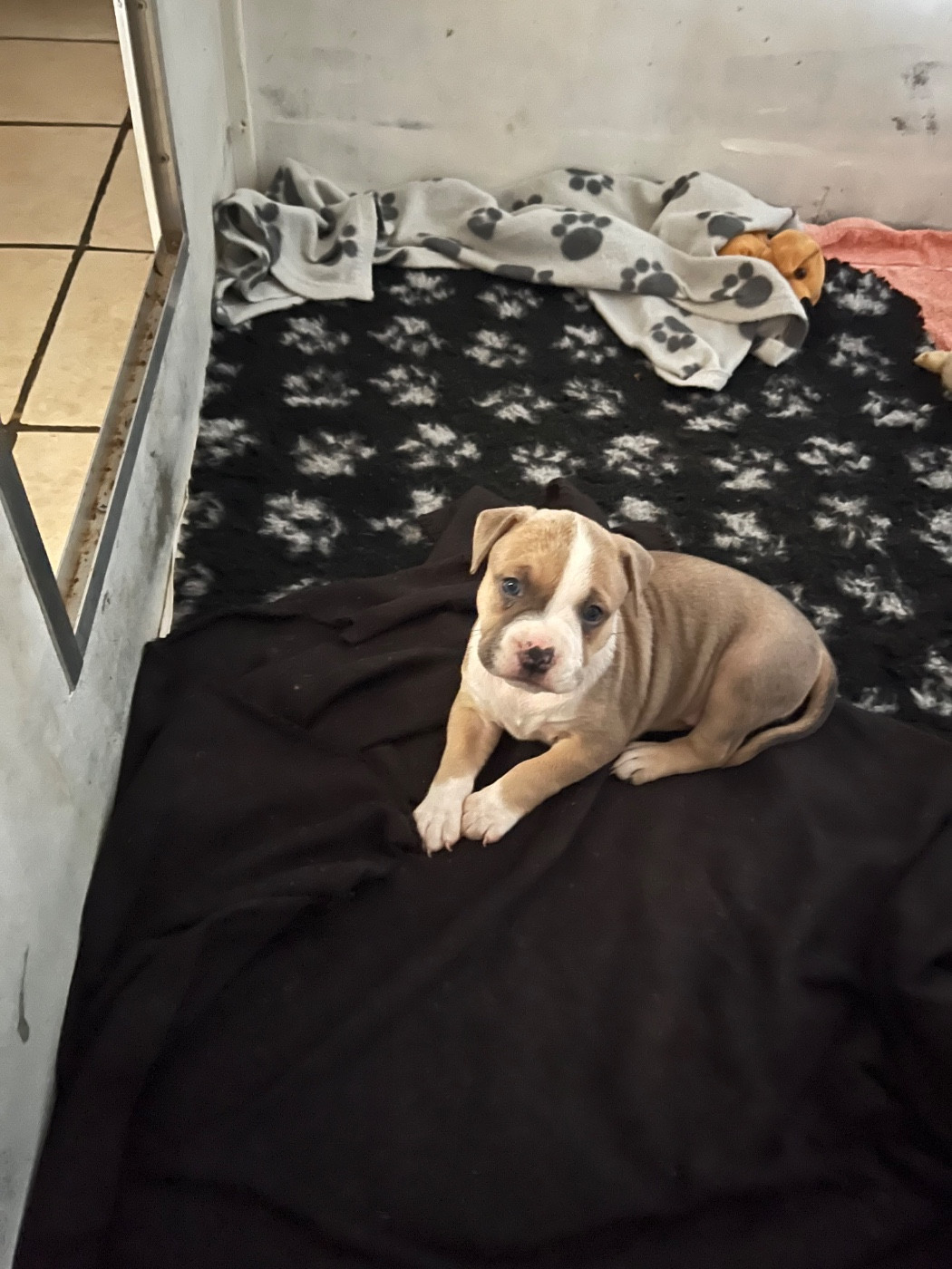 House of American Dogs - Chiots disponibles - American Staffordshire Terrier