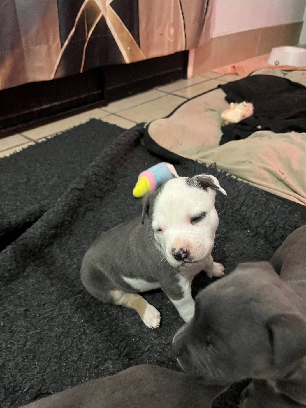 House of American Dogs - Chiots disponibles - American Staffordshire Terrier