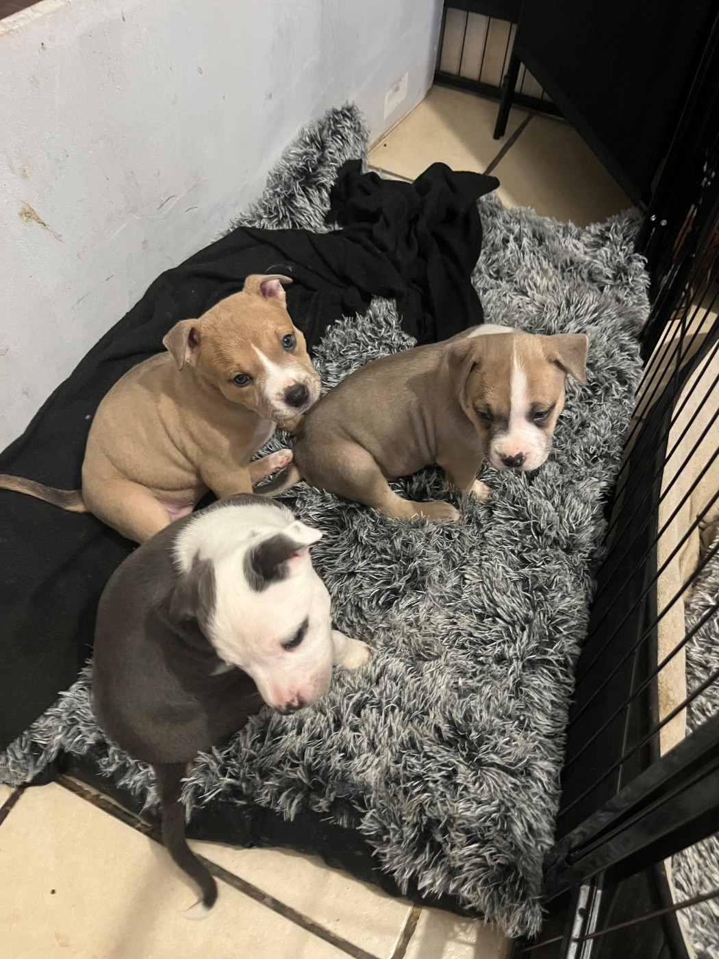 Chiot American Staffordshire Terrier House of American Dogs