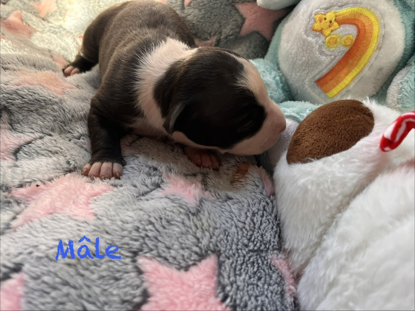 House of American Dogs - Chiots disponibles - American Staffordshire Terrier