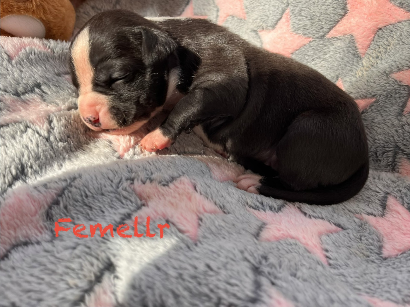 House of American Dogs - Chiots disponibles - American Staffordshire Terrier