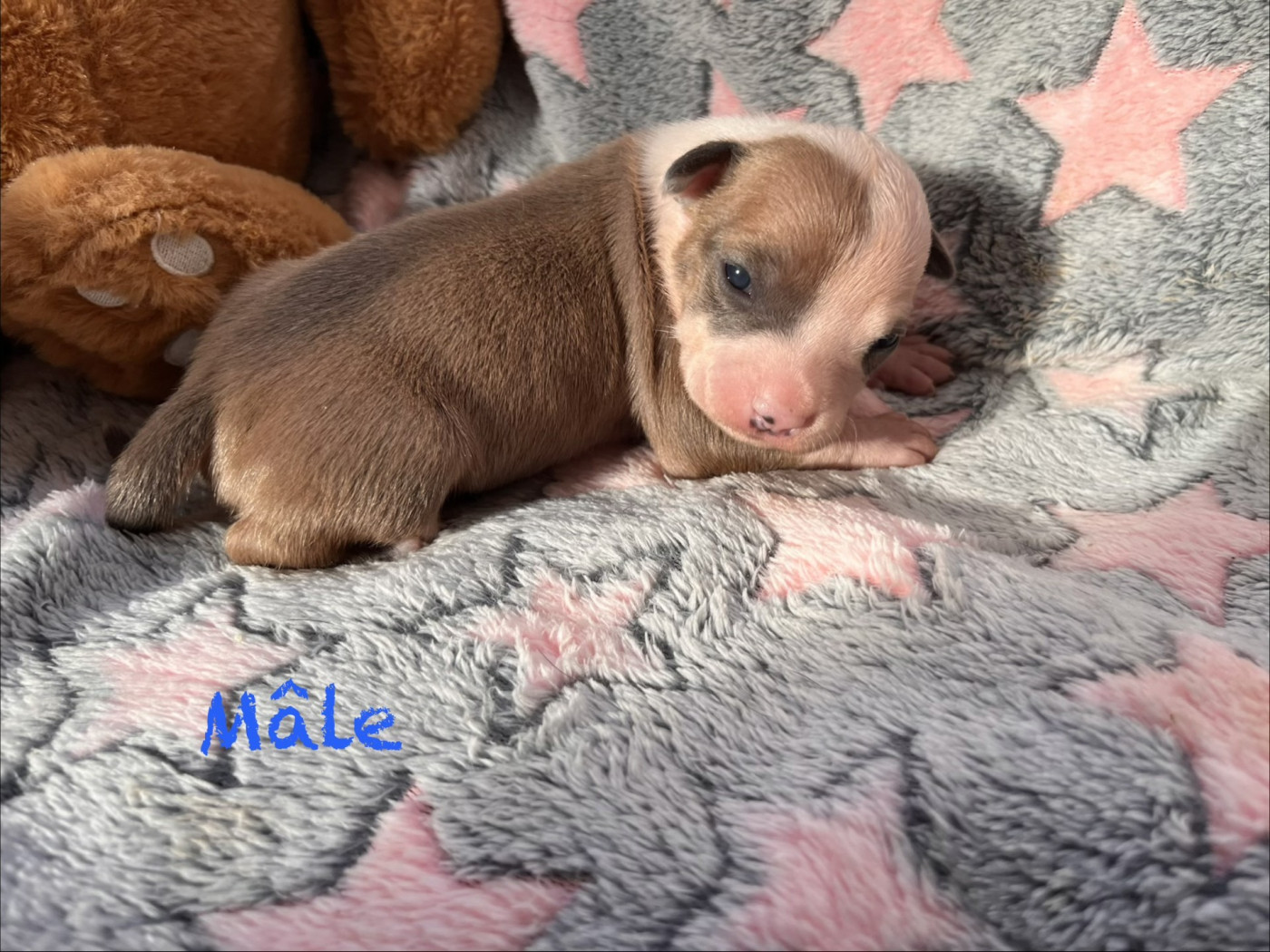 House of American Dogs - Chiots disponibles - American Staffordshire Terrier
