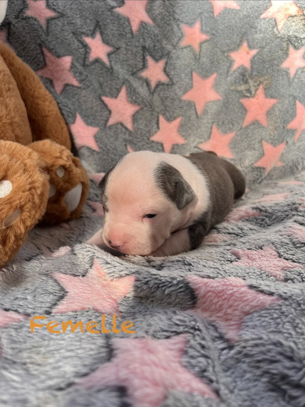House of American Dogs - Chiots disponibles - American Staffordshire Terrier