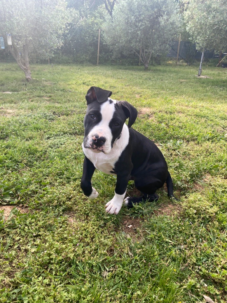 House of American Dogs - Chiots disponibles - American Staffordshire Terrier