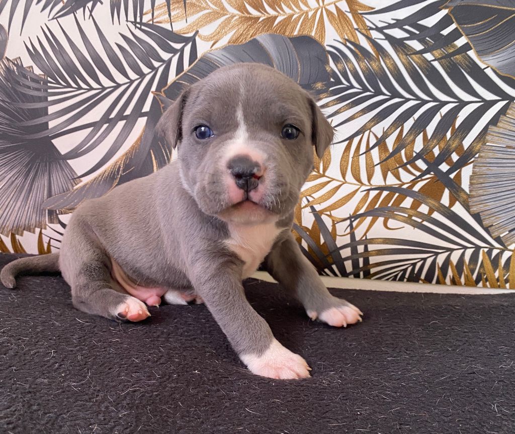 House of American Dogs - Chiots disponibles - American Staffordshire Terrier