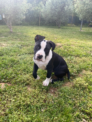 CHIOT 2